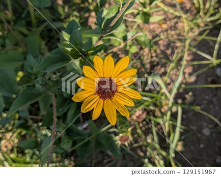 初夏,花園裡盛開著橙色射線花和深棕色管狀花的 Rudbeckia 花 初夏,花園裡盛開著橙色射線花和深棕色管狀花的 Rudbeckia 花 129151967