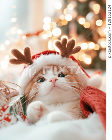 Scottish kitten enjoying a cute and adorable Christmas, looking festive and playful around decorations 129152124