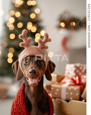 Doberman dog in Christmas hat with lights, gifts, and festive holiday decor at home in winter Doberman dog in Christmas hat with lights, gifts, and festive holiday decor at home in winter 129152164