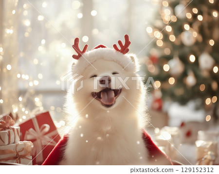Smiling Samoyed Dog in Reindeer Hat at Christmas Celebration with Presents and Lights 129152312