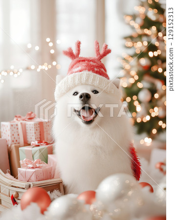 Samoyed dog in Christmas hat surrounded by gifts, lights, and winter holiday decorations Samoyed dog in Christmas hat surrounded by gifts, lights, and winter holiday decorations 129152313