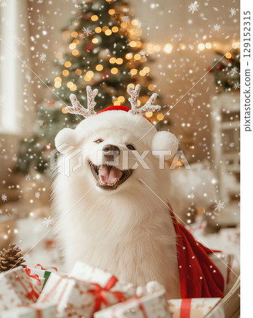 Samoyed dog enjoying Christmas holiday with snow, gifts and festive winter decorations Samoyed dog enjoying Christmas holiday with snow, gifts and festive winter decorations 129152315