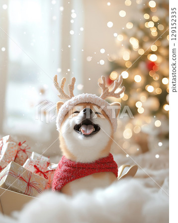Shiba dog enjoying Christmas with festive decor, cute gifts, and winter holiday cheer 129152335