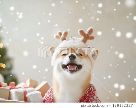 Shiba Inu Dog Enjoying Joy and Christmas with Gifts on a Holiday Winter Day, Cute Celebration 129152337