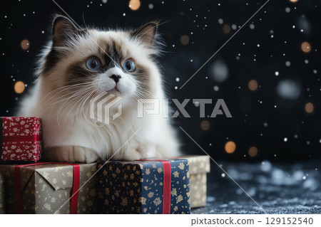 Ragdoll cat surrounded by Christmas gifts and snowflakes, cute and festive winter scene 129152540