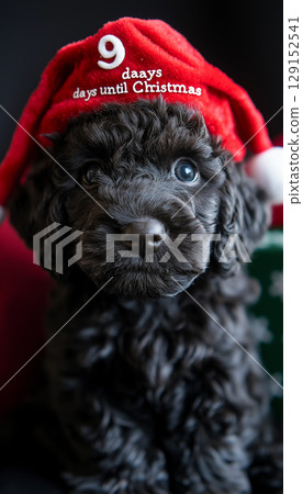 Poodle puppy in Christmas hat, celebrating the holiday with cute fluffy decor and festive joy 129152541