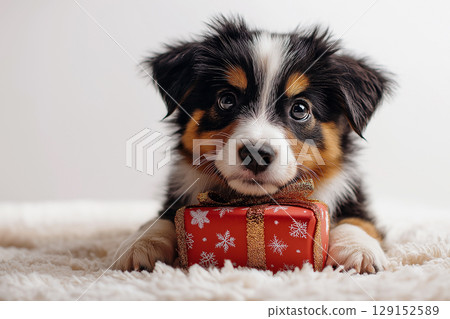 Australian Shepherd puppy with Christmas gift, adorable fluffy pet with cute ears and festive fur 129152589