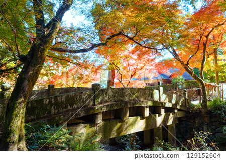 Hiyoshi Taisha Shrine in autumn - Ninomiya Bridge 129152604