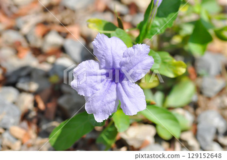 Hygrophila erecta, Purple petunia or Wild Petunia or Waterkanon, Watrakanu or Minnieroot or Iron root or purple flower Hygrophila erecta, Purple petunia or Wild Petunia or Waterkanon, Watrakanu or Minnieroot or Iron root or purple flower 129152648