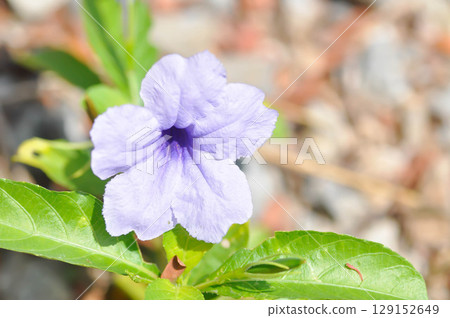 Hygrophila erecta, Purple petunia or Wild Petunia or Waterkanon, Watrakanu or Minnieroot or Iron root or purple flower Hygrophila erecta, Purple petunia or Wild Petunia or Waterkanon, Watrakanu or Minnieroot or Iron root or purple flower 129152649