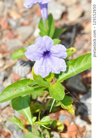 Hygrophila erecta, Purple petunia or Wild Petunia or Waterkanon, Watrakanu or Minnieroot or Iron root or purple flower Hygrophila erecta, Purple petunia or Wild Petunia or Waterkanon, Watrakanu or Minnieroot or Iron root or purple flower 129152650