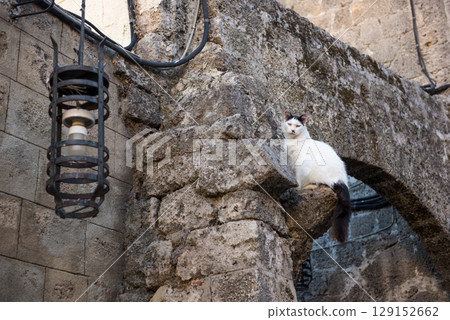 Cat in the old town of Rhodes , Greece Cat in the old town of Rhodes , Greece 129152662