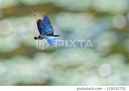 Blue dragonfly, male butterfly dragonfly Blue dragonfly, male butterfly dragonfly 129152732