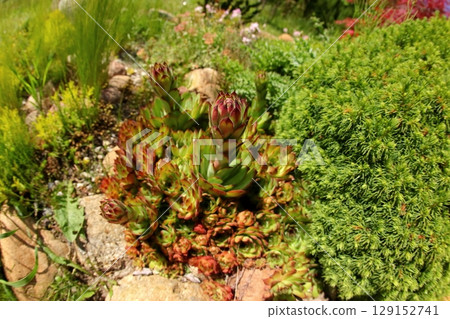 A Collection of Vibrant Succulent Plants Flourishing in a Beautiful Lush Garden Setting A Collection of Vibrant Succulent Plants Flourishing in a Beautiful Lush Garden Setting 129152741
