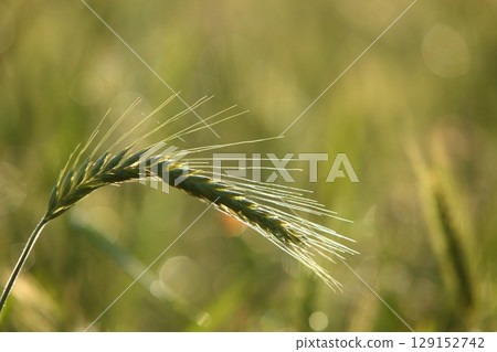 A CloseUp View of Dewy Grass Highlighted by Beautiful Sunlight Reflection Effects A CloseUp View of Dewy Grass Highlighted by Beautiful Sunlight Reflection Effects 129152742