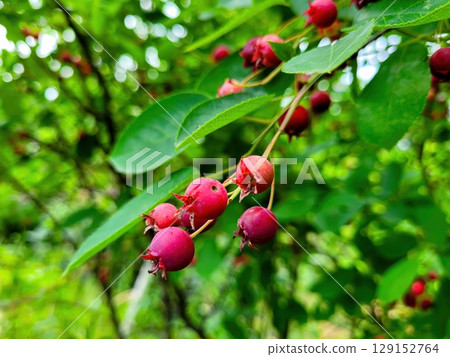 Vibrant Red Berries Resting on Lush and Lively Green Branches Surrounded by Natures Beauty Vibrant Red Berries Resting on Lush and Lively Green Branches Surrounded by Natures Beauty 129152764