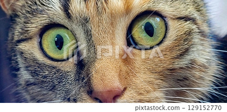 This is a CloseUp of a Curious Cat, showcasing its Striking Green Eyes and features 129152770
