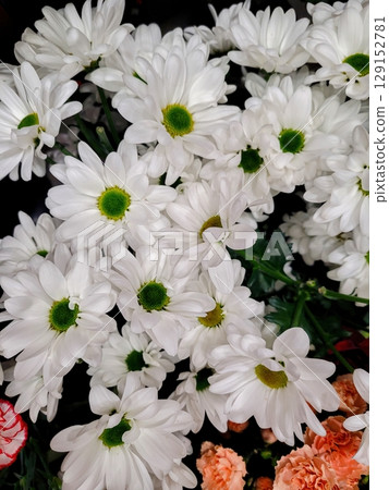 Stunningly Beautiful White Flowers Featuring Green Centers in Full Bloom Display Stunningly Beautiful White Flowers Featuring Green Centers in Full Bloom Display 129152781