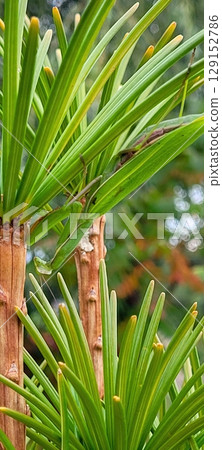 Lush, vibrant tropical plant with thin, needlelike leaves, creating a beautiful scene 129152786