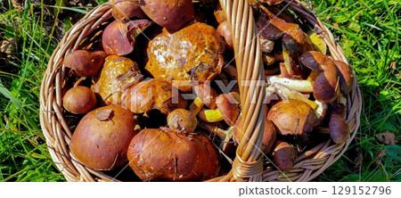 Experience a Bountiful Harvest of Fresh Edible Mushrooms Nestled in a Charming Rustic Basket 129152796