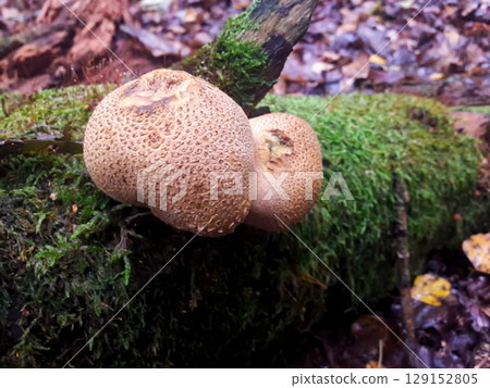 Discover the vibrant mushrooms that are thriving on a mosscovered log in a tranquil forest setting 129152805