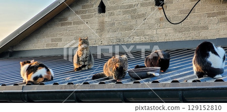 Cats Joyfully Relaxing on a Roof at Beautiful Sunset, Enjoying the Calm Evening Air 129152810