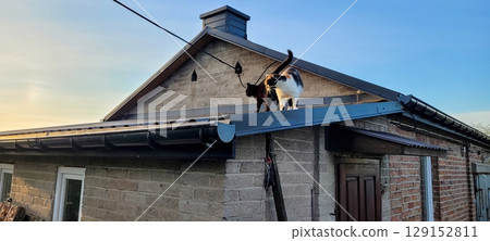 Cats Exploring Roofs A Charming Scenic Evening Adventure Filled with Curiosity and Joy Cats Exploring Roofs A Charming Scenic Evening Adventure Filled with Curiosity and Joy 129152811
