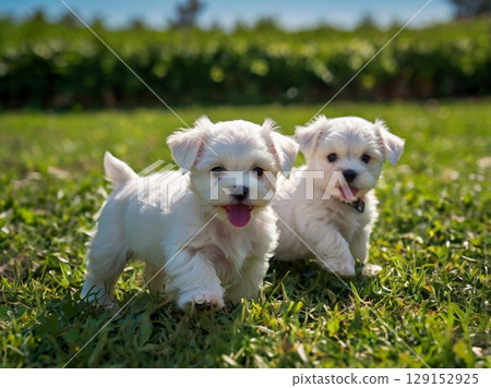 友善的小狗 129152925