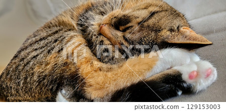 An Adorable Cat Sleeping Comfortably While Relaxing on the Couch in its Cozy Home An Adorable Cat Sleeping Comfortably While Relaxing on the Couch in its Cozy Home 129153003