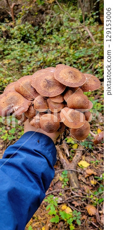 Abundant Wild Mushrooms Gathered in Natures Beautiful Embrace and Bounty of the Earth 129153006