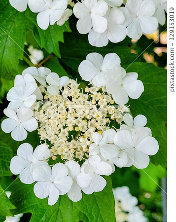 A Stunning Cluster of Beautiful White Flowers Surrounded by Lush Green Leaves in Nature A Stunning Cluster of Beautiful White Flowers Surrounded by Lush Green Leaves in Nature 129153019