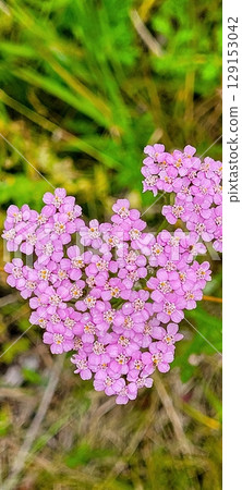 A HeartShaped Cluster of Beautiful Pink Wildflowers Flourishing in Natural Surroundings 129153042