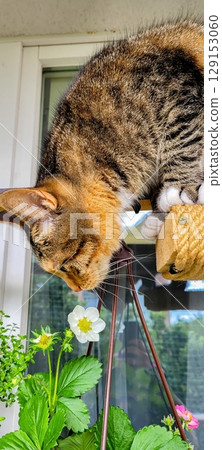 A curious little cat is exploring a colorful and vibrant flower in its garden habitat 129153060