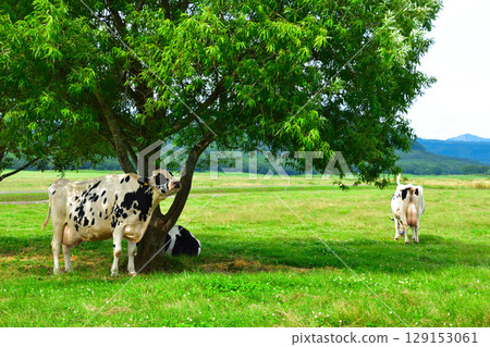 Ranch, Teshikaga Town, Hokkaido 129153061