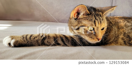 A Charming Tabby Cat Wisely Relaxing on a Soft and Cozy Surface, Seemingly at Peace 129153084