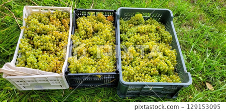 A Bountiful Harvest of Fresh Green Grapes in Baskets Carefully Arranged on Grass 129153095