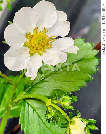A Beautiful Strawberry Flower is Blooming Amidst Lush Greenery and Vibrant Nature A Beautiful Strawberry Flower is Blooming Amidst Lush Greenery and Vibrant Nature 129153099