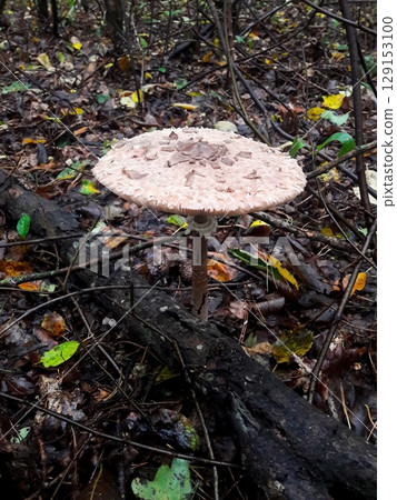 A Beautiful Mushroom Set Within a Lush and Vibrant Forest Environment Full of Life and Color A Beautiful Mushroom Set Within a Lush and Vibrant Forest Environment Full of Life and Color 129153100