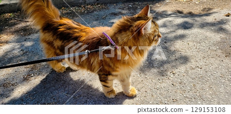 A Beautiful and Playful Cat Enjoying a Leisurely Walk on a Colorful Leash in Nature 129153108