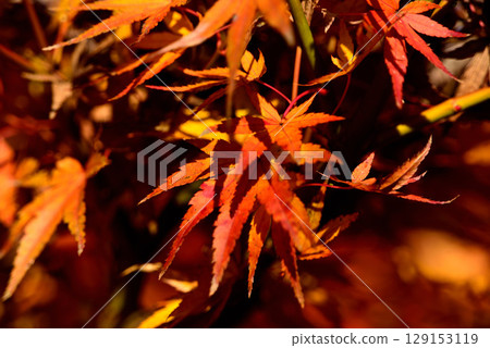 Autumn leaves Autumn leaves 129153119