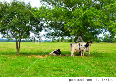 Ranch, Teshikaga Town, Hokkaido Ranch, Teshikaga Town, Hokkaido 129153180