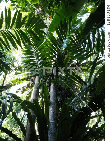 Green silence – shaded by the Cairns rainforest Green silence – shaded by the Cairns rainforest 129153184