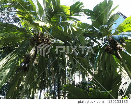 Fruit Forest - Cairns' palm and green bounty Fruit Forest - Cairns' palm and green bounty 129153185