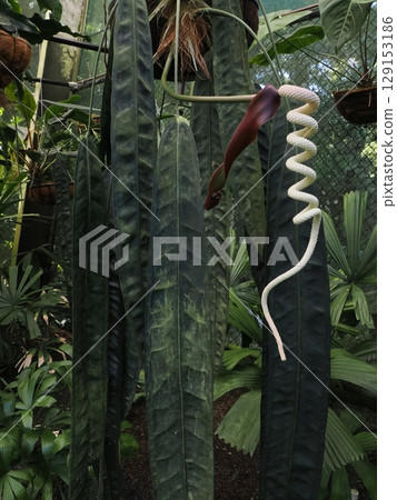 螺旋之謎－凱恩斯溫室的熱帶花卉 129153186