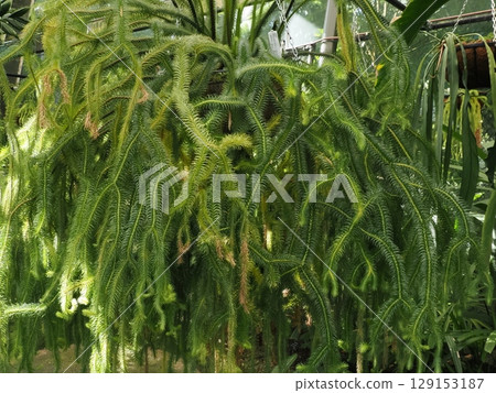 綠色羽毛 — — 溫室裡懸掛的熱帶葉子 129153187