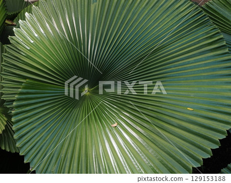 下垂的綠葉－溫室裡飄動的羽毛狀葉子 129153188