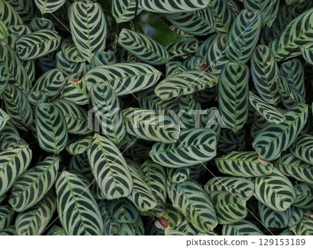 條紋森林 - 凱恩斯溫室的熱帶樹葉 129153189