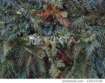 Colours of needles - leaf patterns in Cairns Conservatory 129153190