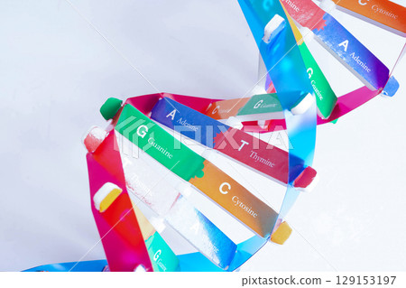 DNA molecule spiral structure model isolated on white background, chromosome and gene chemical science biology. 129153197