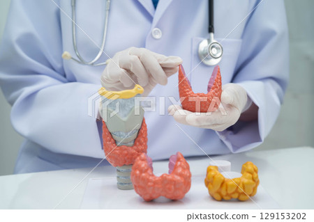Hyperthyroidism, Overactive Thyroid, Thyroid Lymphoma, Asian doctor with thyroid gland human anatomy model in hospital. Hyperthyroidism, Overactive Thyroid, Thyroid Lymphoma, Asian doctor with thyroid gland human anatomy model in hospital. 129153202